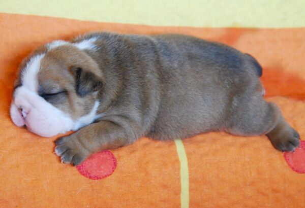 Alex English Bulldog Alex English Bulldog