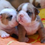 Alex-male-english-bulldog-puppy-for-sale (3)