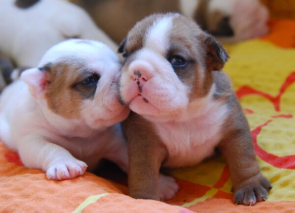 Alex English Bulldog Alex English Bulldog