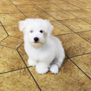 Alex Coton De Tulear