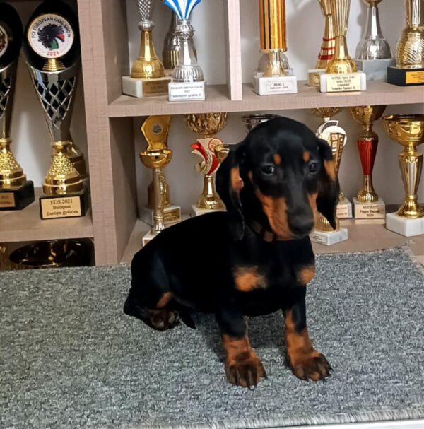 Alice Dachshund Alice Dachshund