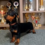 Alice-female-dachshund-puppy-for-sale-1 (3)