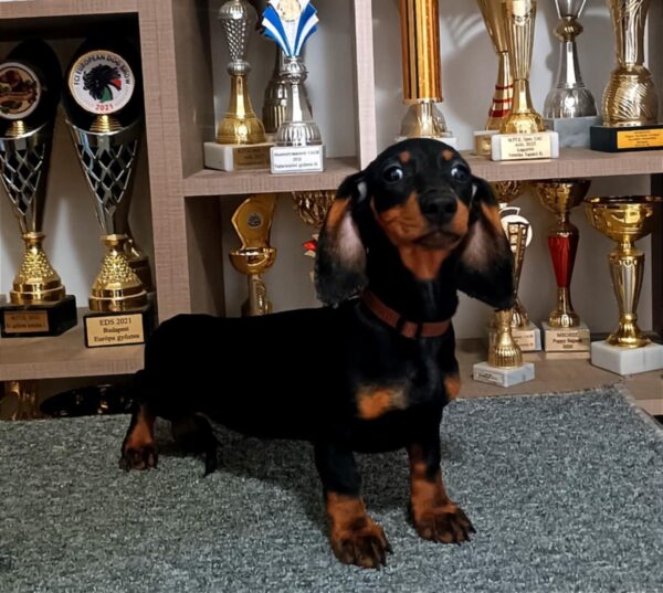 Alice Dachshund Alice Dachshund