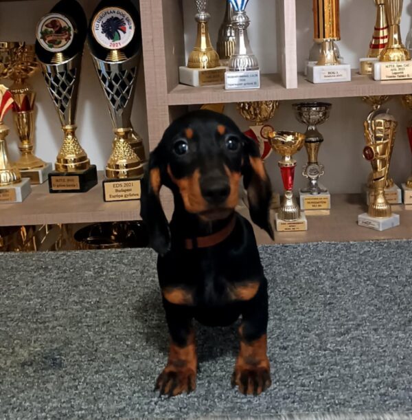 Alice Dachshund Alice Dachshund