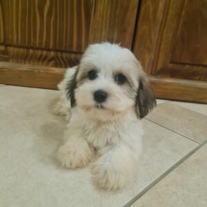 Asmus Havanese