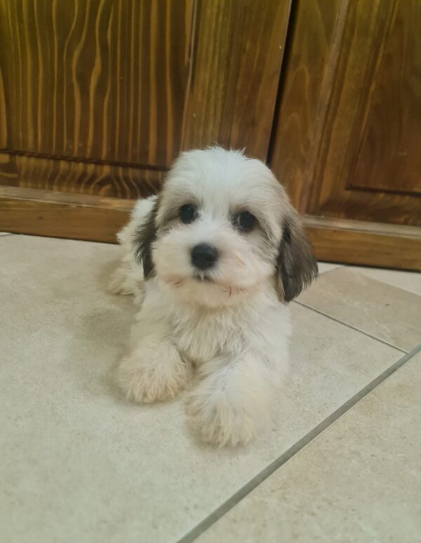 Asmus Havanese Asmus Havanese