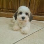 Asmus-male-havanese-puppy-for-sale- (2)
