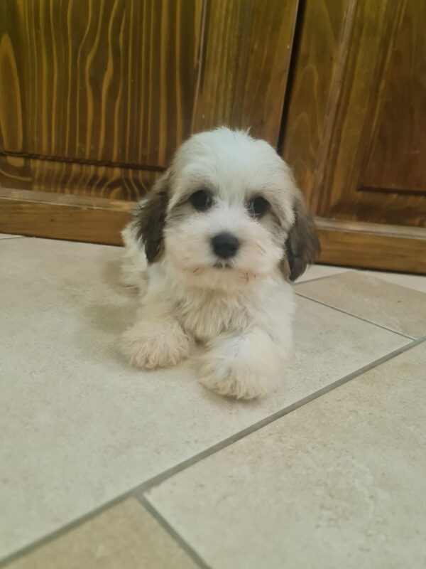 Asmus Havanese Asmus Havanese