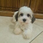 Asmus-male-havanese-puppy-for-sale- (3)