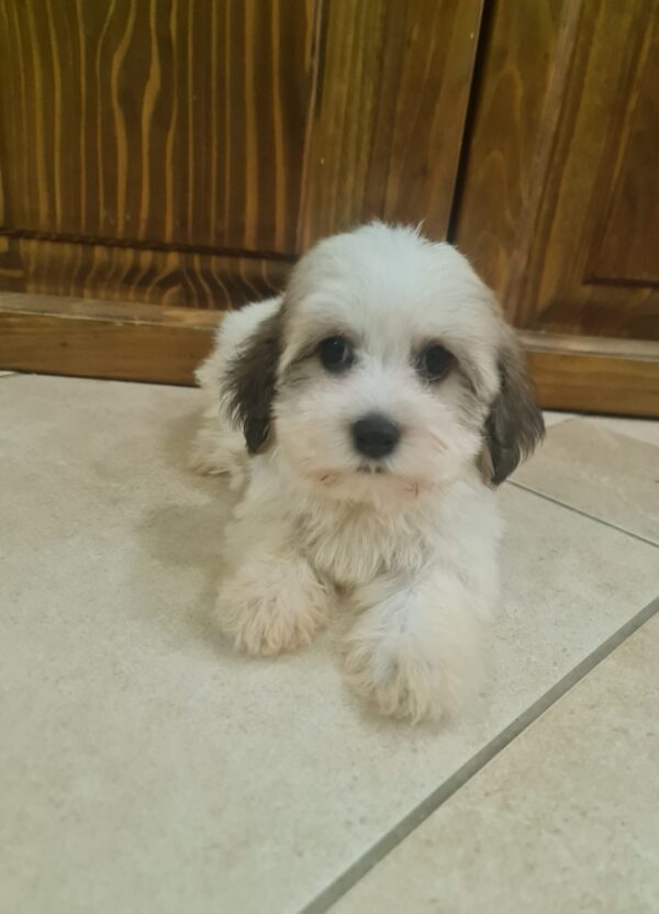Asmus Havanese Asmus Havanese