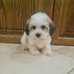 Asmus-male-havanese-puppy-for-sale- (4)
