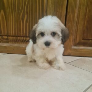 Asmus Havanese