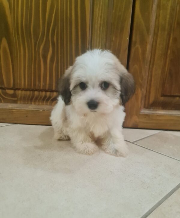 Asmus Havanese Asmus Havanese