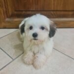 Asta-female-havanese-puppy-for-sale- (1)