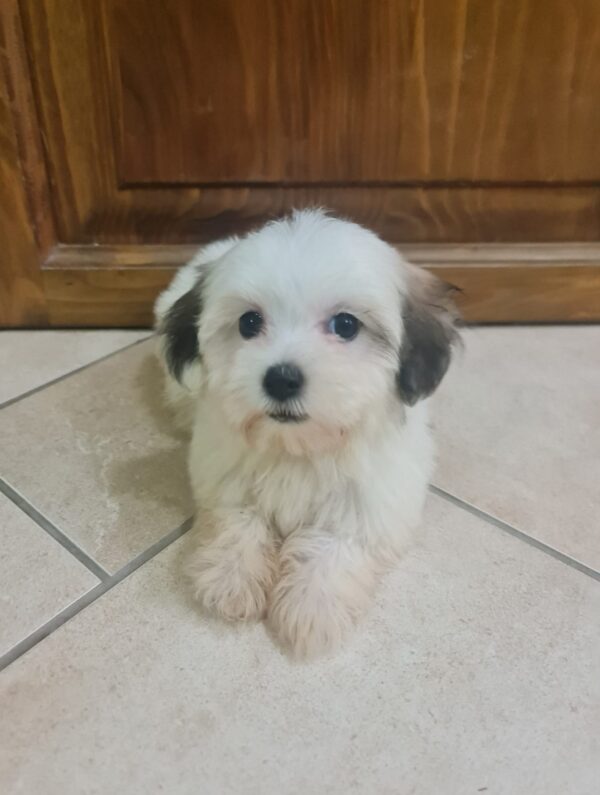 Asta Havanese Asta Havanese