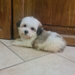 Asta-female-havanese-puppy-for-sale- (2)