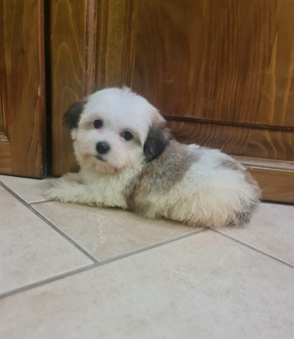 Asta Havanese Asta Havanese