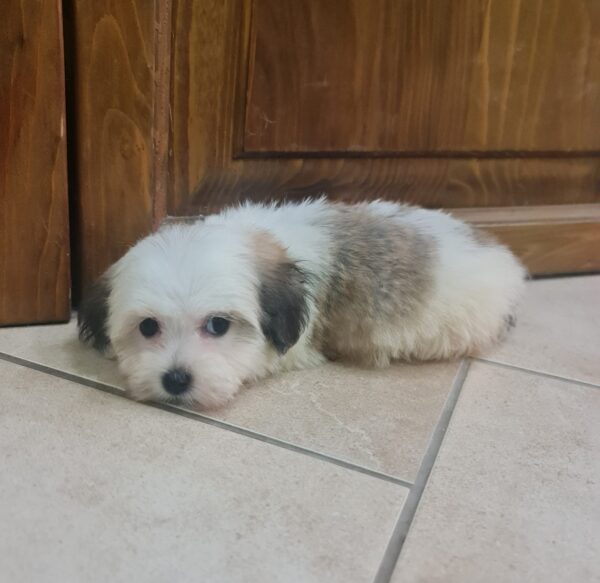 Asta Havanese Asta Havanese