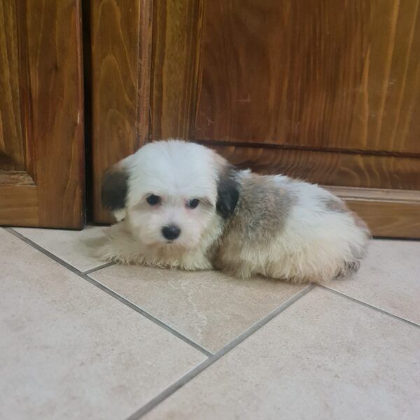 Asta Havanese Asta Havanese