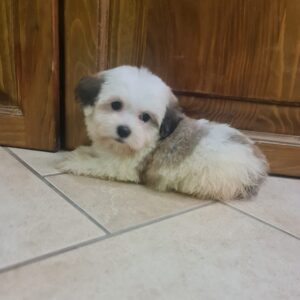 Asta Havanese