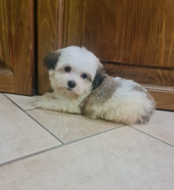 Asta Havanese Asta Havanese