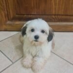 Asta-female-havanese-puppy-for-sale- (6)