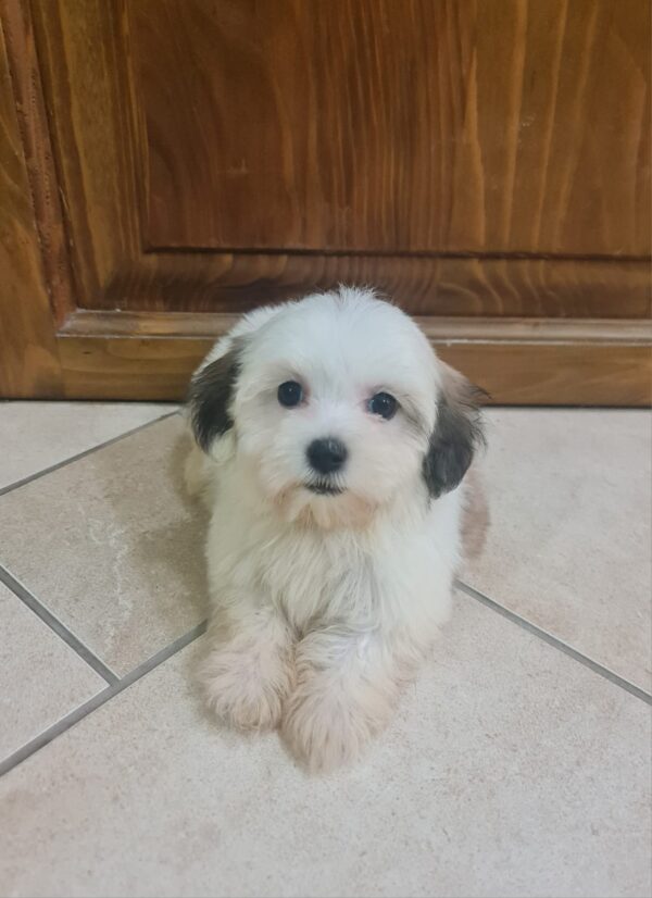 Asta Havanese Asta Havanese