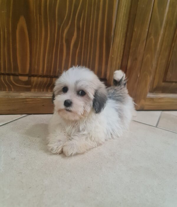 Ava Havanese Ava Havanese