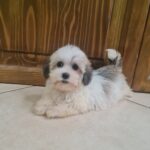 Ava-female-havanese-puppy-for-sale- (2)