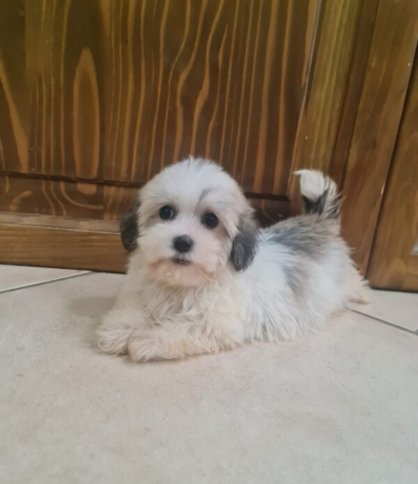 Ava Havanese Ava Havanese