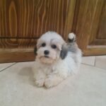 Ava-female-havanese-puppy-for-sale- (3)