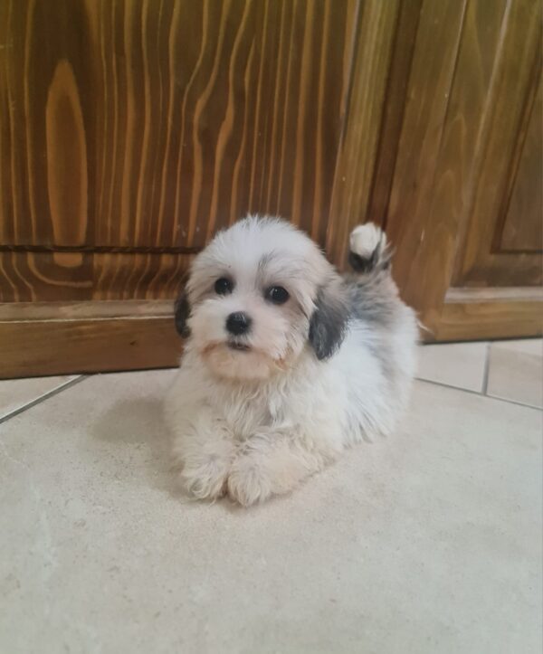 Ava Havanese Ava Havanese