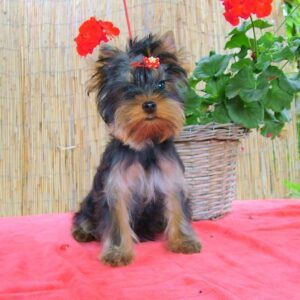 Bently Yorkshire Terrier