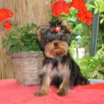 Bently-male-yorkshire-terrier-puppy-for-sale- (2)