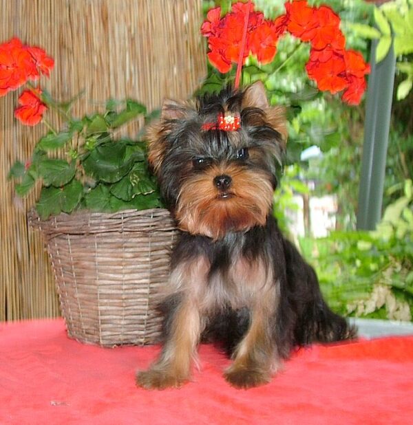 Bently Yorkshire Terrier