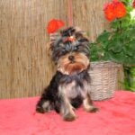 Bently-male-yorkshire-terrier-puppy-for-sale- (3)