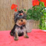 Bently-male-yorkshire-terrier-puppy-for-sale- (4)