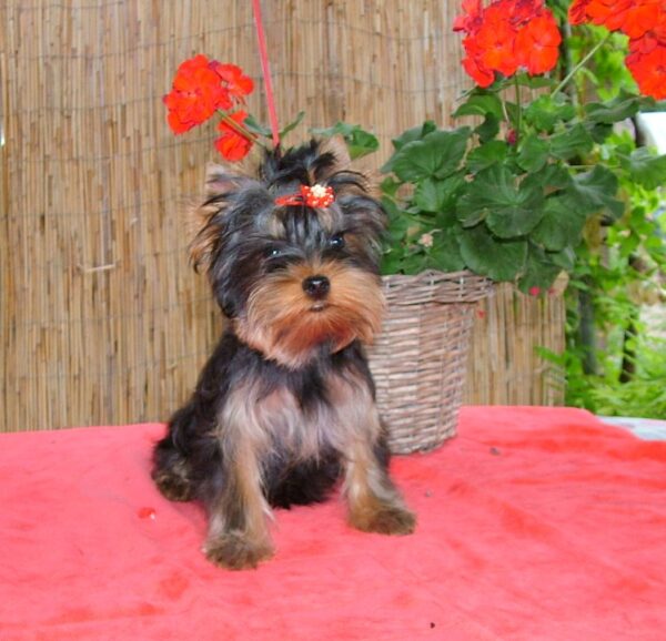 Bently Yorkshire Terrier