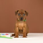 Bernardo-male-Miniature-pinscher-puppy-for-sale-1