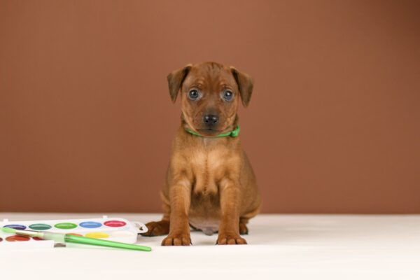 Bernardo Miniature Pinscher Bernardo Miniature Pinscher