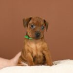 Botticelli Miniature Pinscher