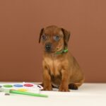 Bernardo-male-Miniature-pinscher-puppy-for-sale-3