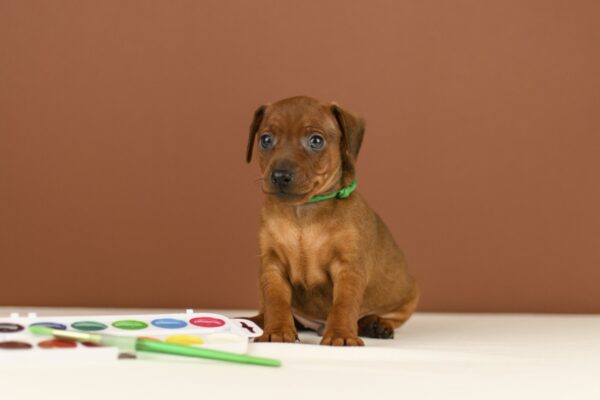 Bernardo Miniature Pinscher Bernardo Miniature Pinscher