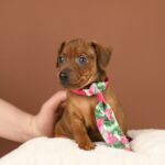 Bernardo-male-Miniature-pinscher-puppy-for-sale-4