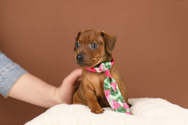 Bernardo Miniature Pinscher Bernardo Miniature Pinscher