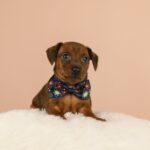 Bertolucci-male-Miniature-pinscher-puppy-for-sale-1