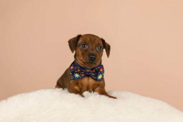 Bertolucci Miniature Pinscher