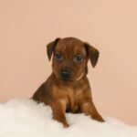 Bertolucci-male-Miniature-pinscher-puppy-for-sale-2
