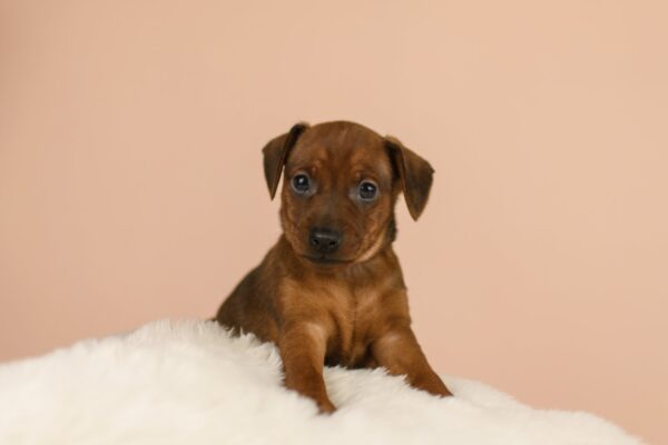 Bertolucci Miniature Pinscher