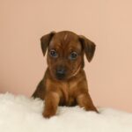 Bertolucci-male-Miniature-pinscher-puppy-for-sale-3